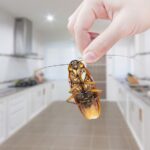 Keeping Common Pests Out Of Your Home: Essential Prevention Tips