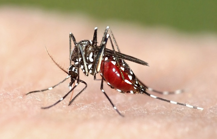 The Anopheles Mosquito