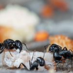 Eliminating Ants from Your Home: Can You Rely on Ant Baits?