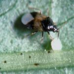 Seasonal Pest Patterns in Centralia: What to Expect and How to Prepare