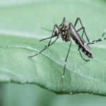 Why Experts Recommend These Approaches for Mosquito Control in Manchester