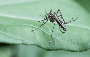 mosquito control in Manchester