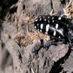 How Block Wall Fences in Phoenix Neighborhoods Help Pests Spread