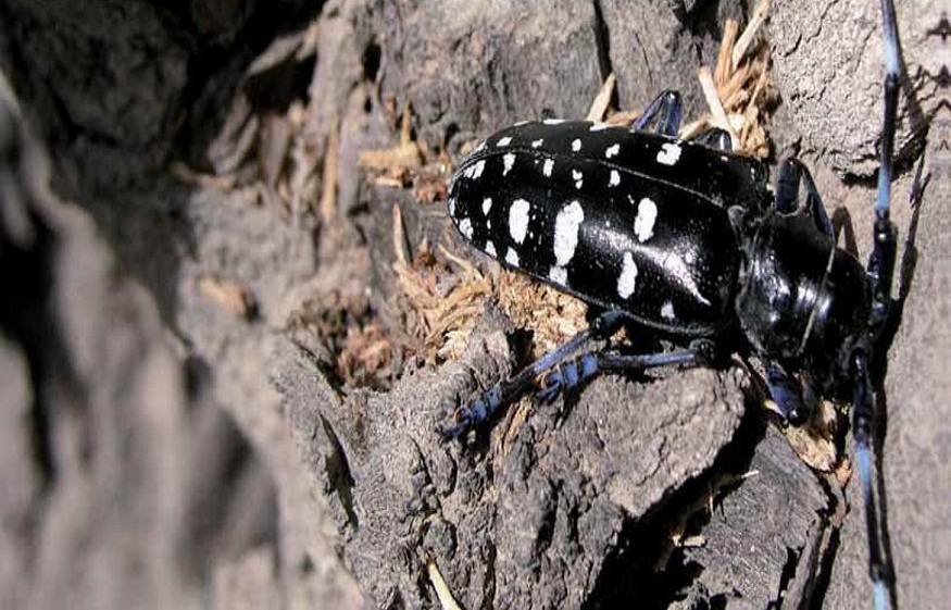 Pests Spread